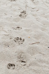 paws in the sand