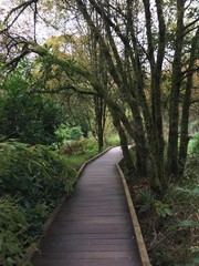 Obraz premium Blarney Castle, Ireland