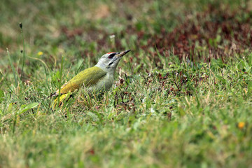 The grey-headed woodpecker (Picus canus) male sitting in the grass