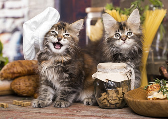 Kittens in a chef's cap and a piece of cheese