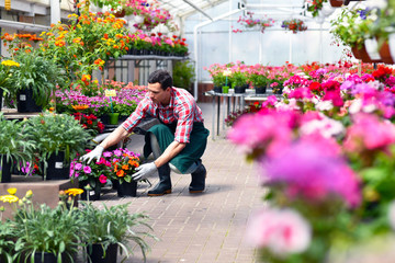Gewächshaus mit bunten Blumen - Gärtner arbeitet im Gartencenter