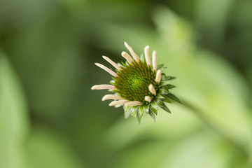 an emerging coneflower probably a pink one