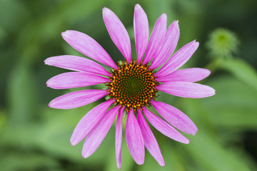 Obraz premium a newly opened pink coneflower in early July