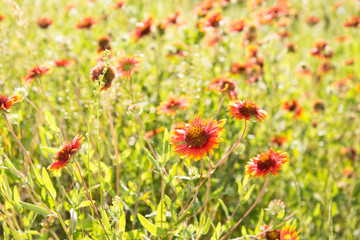 Blanket Flower, Gaillardia, growing in a natural setting on a sunny spring meadow