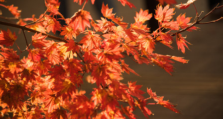 Maple leaf on sunset