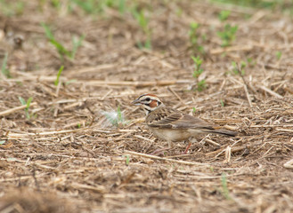 Beautiful Lark Sparrow with bold markings on his head foraging on the ground