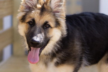 Young Puppy Sunny Day