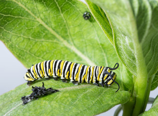 Monarch caterpillar resting right after molting, with his old skin visible next to him, and his old facial skin hanging up on the leaf