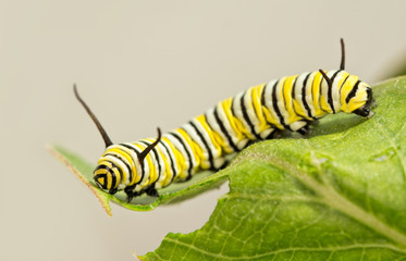 8 days old Monarch caterpillar eating Milkweed