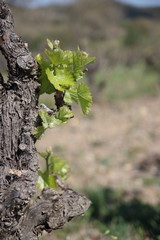 Pied de vigne au printemps, Fenouillèdes, Pyrénées orientales dans le sud de la France