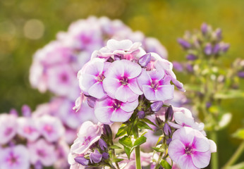 Phlox blooms back lit by evening sun with green garden background