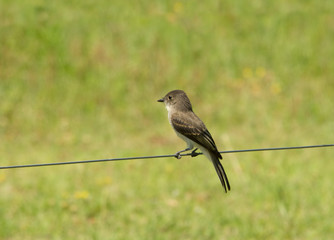 Eastern Phoebe sitting on a strand of wire