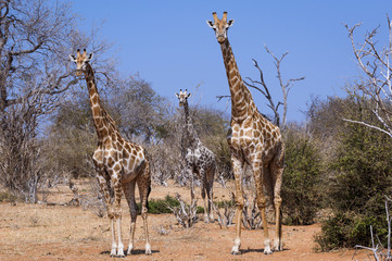 Three giraffes in the Chobe National Park in Botswana, Africa; Concept for travel in Africa and Safari