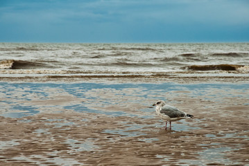Seagull on the beach of Blackpool, view to wet beach and sea
