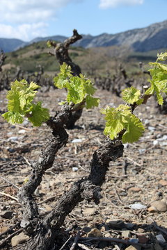 Pied de vigne au printemps, Fenouill&egrave;des, Pyr&eacute;n&eacute;es orientales dans le sud de la France