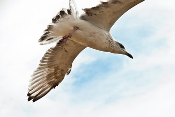 Flying seagull on the beach of Blackpool, view to wet beach and sea