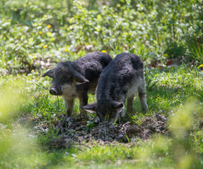 Grazing on the spring meadow little pigs