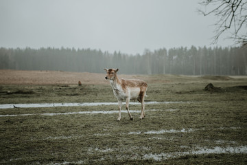 Naklejka premium Deer & moose