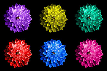 Pack of colored surrealistic fantasy flowers macro isolated on black
