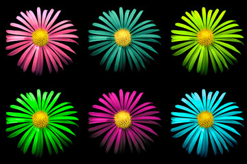 Pack of colored surreal bright chrysanthemum flowers macro isolated on black