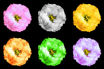 Pack of colored surreal rose flowers isolated on black