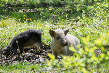 Hairy sheep-pigs (Mangalitsa) in search of food