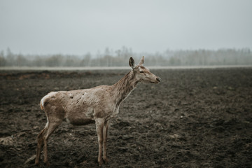 Deer & moose