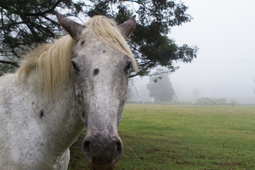 Obraz premium white horse's head