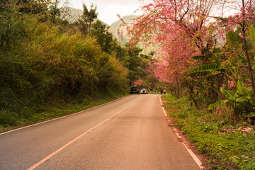 sakura flower on side road