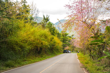 Obraz premium kwiat sakury na poboczu drogi