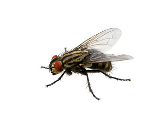 fly on a white