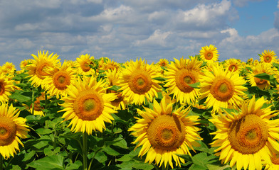 Fototapeta premium field of blooming sunflowers