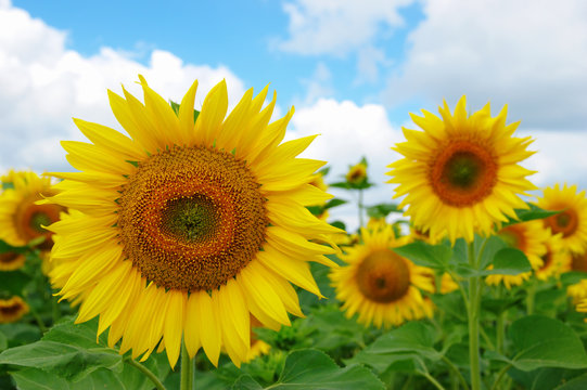 field of blooming sunflowers