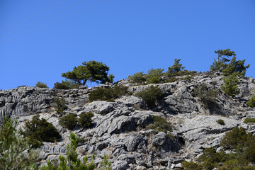 Fototapeta na wymiar turism, träd, natur, grekland, karpathos, berg