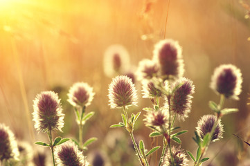 Obraz premium field of spring flowers