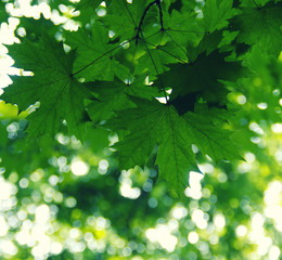 Green leaves on the green