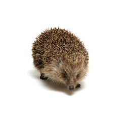 Hedgehog  isolated on white