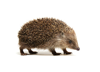Hedgehog  isolated on white