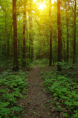 Obraz premium Forest with sunlight.