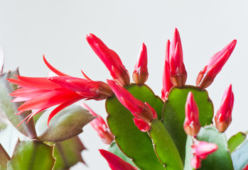 Red flowers of Schlumbergera, close up, on white background