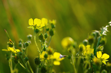 Spring flowers on sun