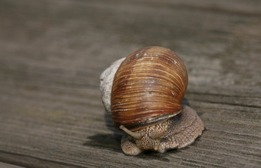 snail on wooden piece