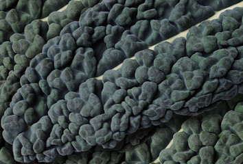 Leaves of lacinato kale or cavolo nero closeup