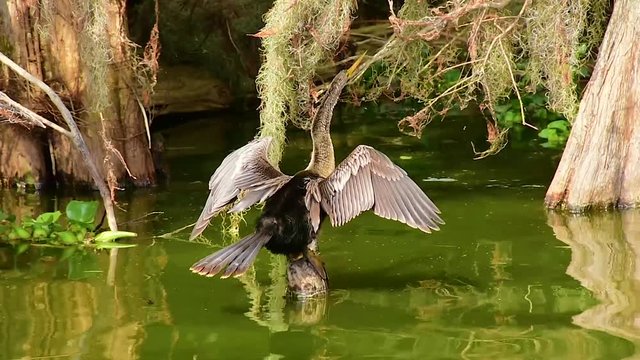 An Anhinga drying its feathers. Camera locked.