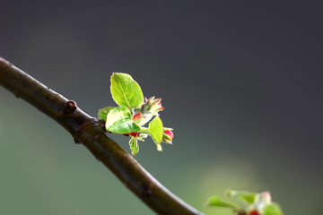 Apple bloom close up shot in spring time