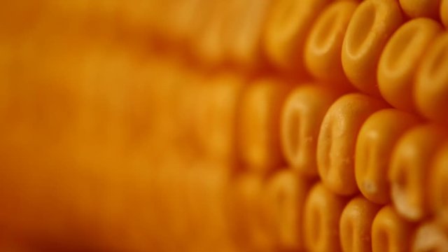 Corn maize cob and grains shifting focus, blur abstract agricultural background, macro with selective focus