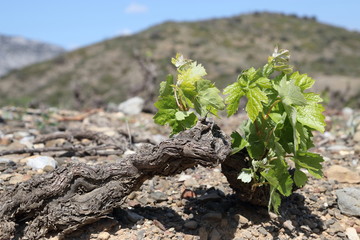 Pied de vigne au printemps, Fenouillèdes, Pyrénées orientales dans le sud de la France