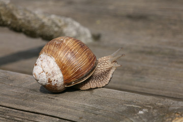 snail on wooden piece