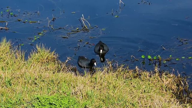 Two coots foraging in shallow water. Camera Handheld.