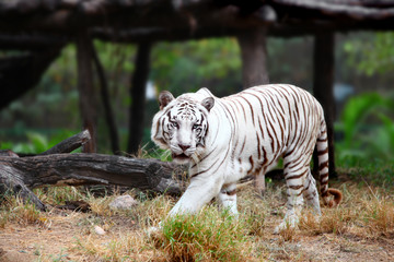 Close up shot of White Tiger
